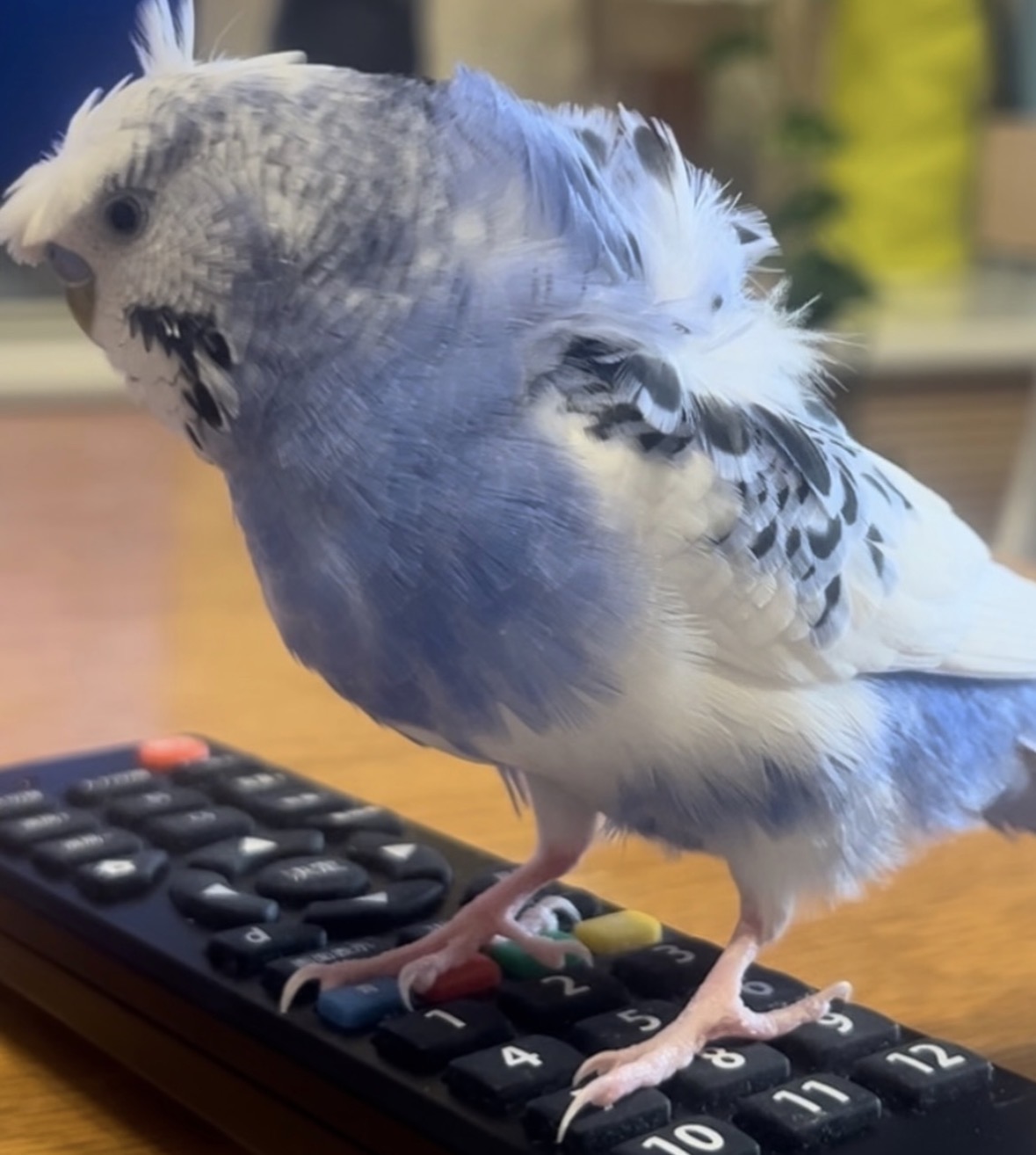 ペットの画像