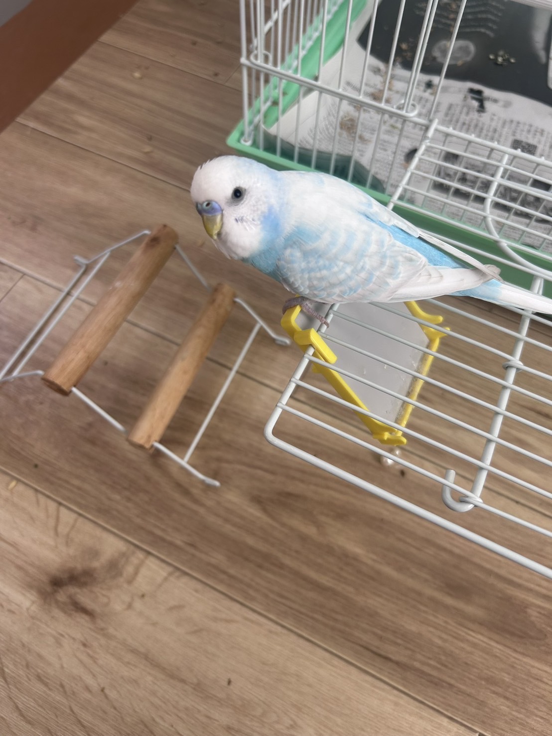 神奈川県横浜市西区の迷子情報：迷子のセキセイインコを探しています