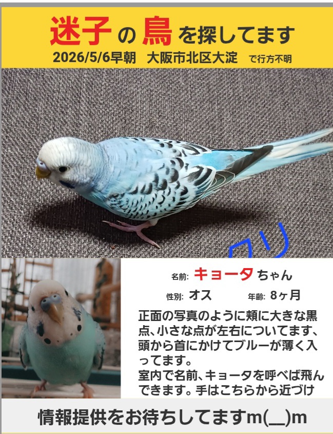 大阪府大阪市北区の迷子情報：ブルーのセキセイインコ（きょうた） - 迷子のブルーのセキセイインコ探してます