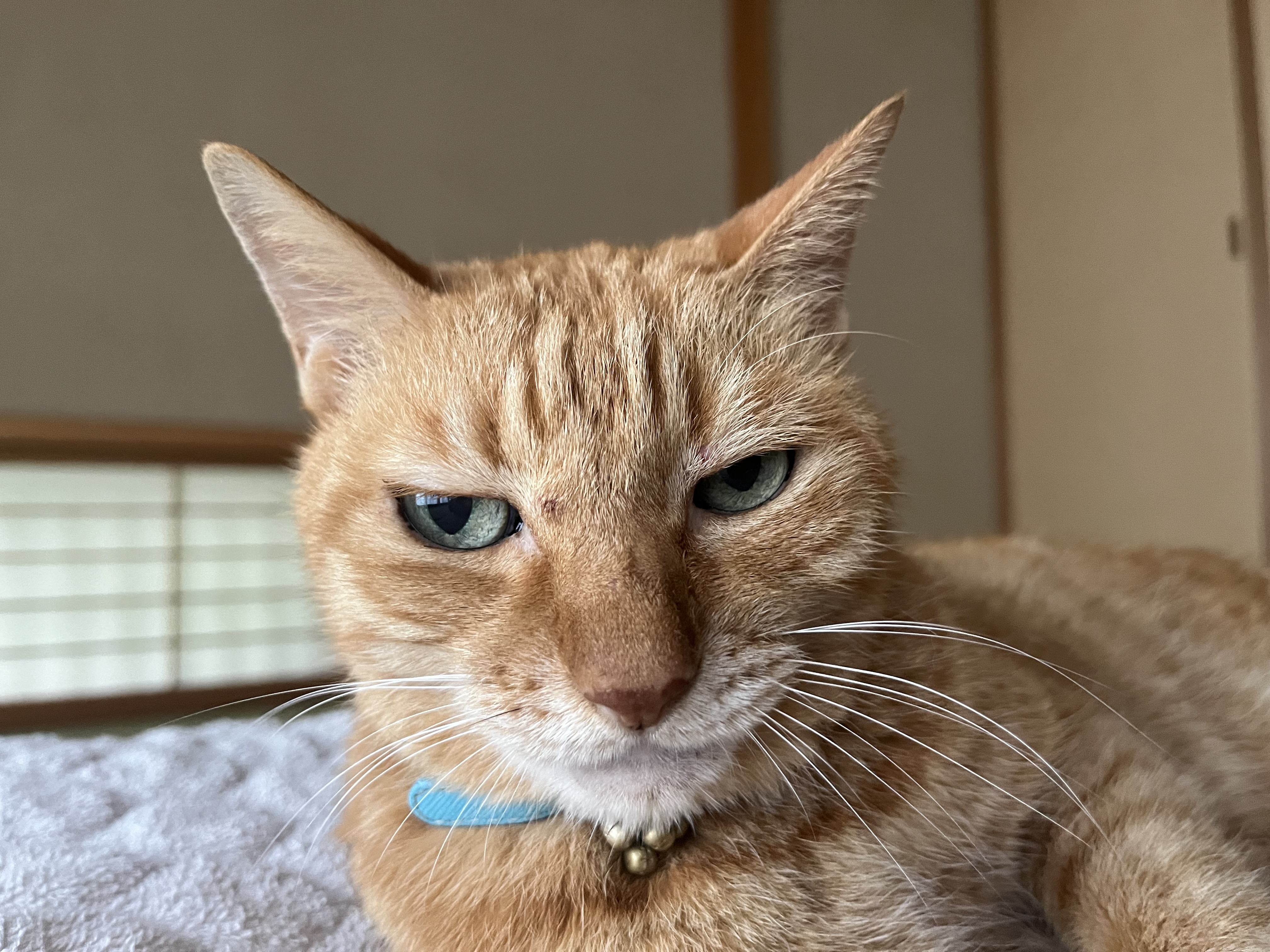 ペットの画像