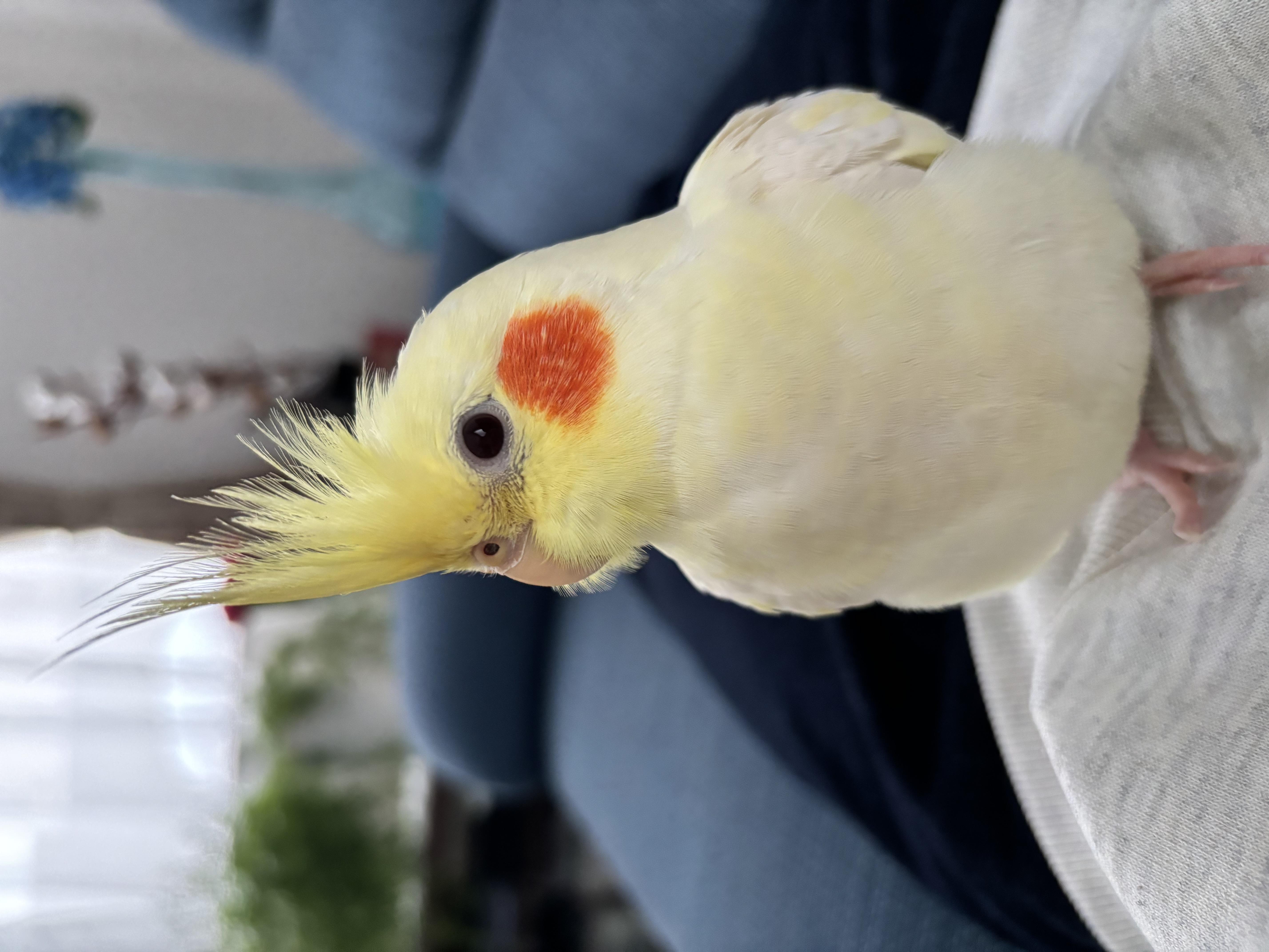北海道赤平市文京町の迷子情報：迷子のオカメインコを探しています