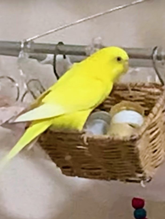 ペットの画像