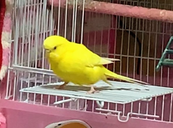ペットの画像