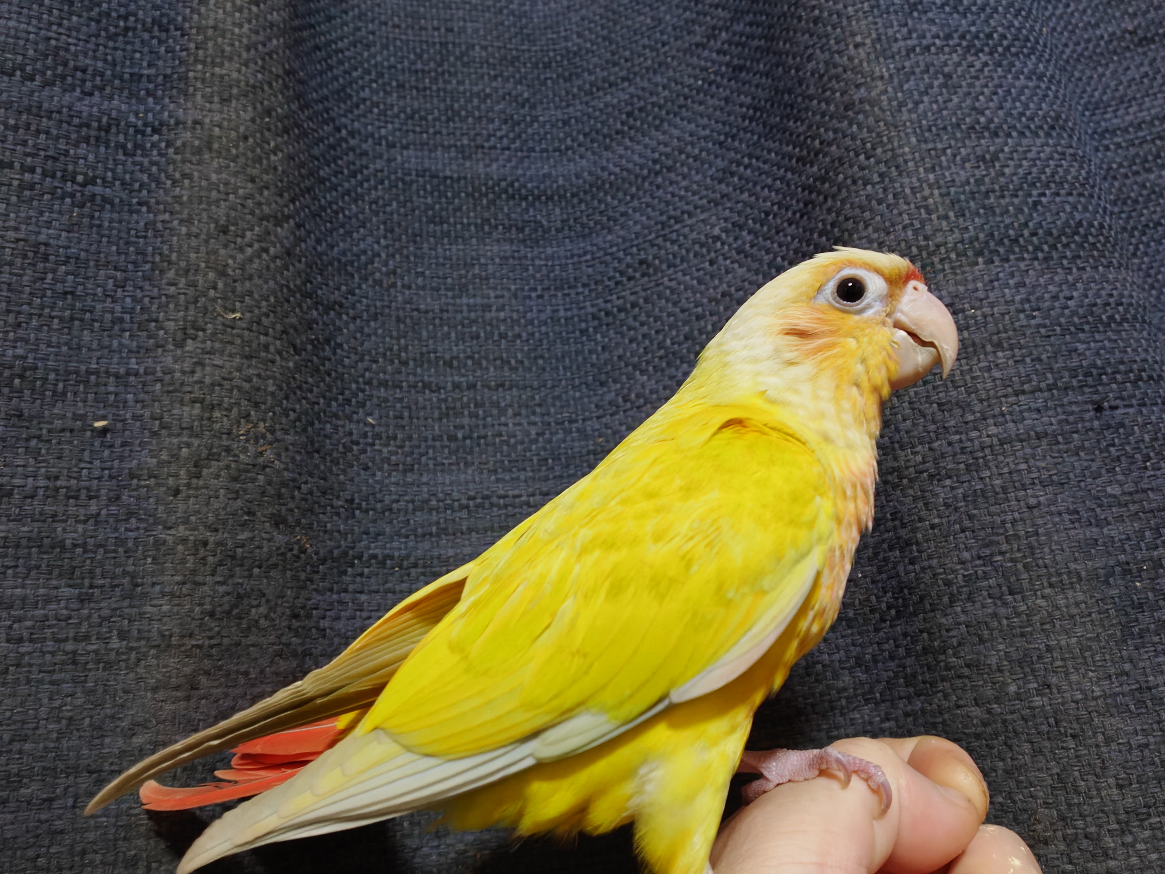 千葉県船橋市本町の迷子情報：迷子のウロコインコを探しています
