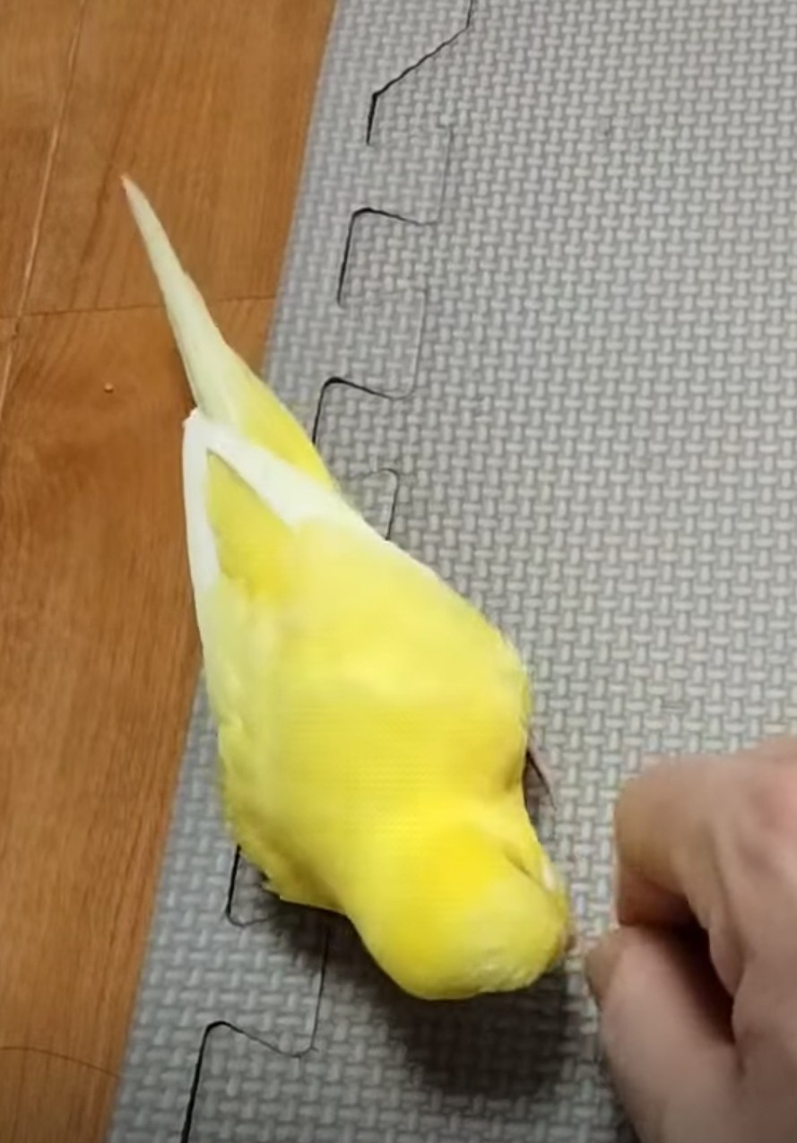ペットの画像