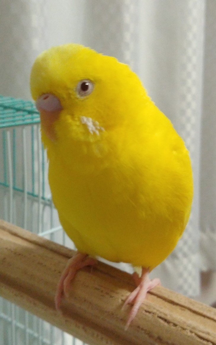 ペットの画像