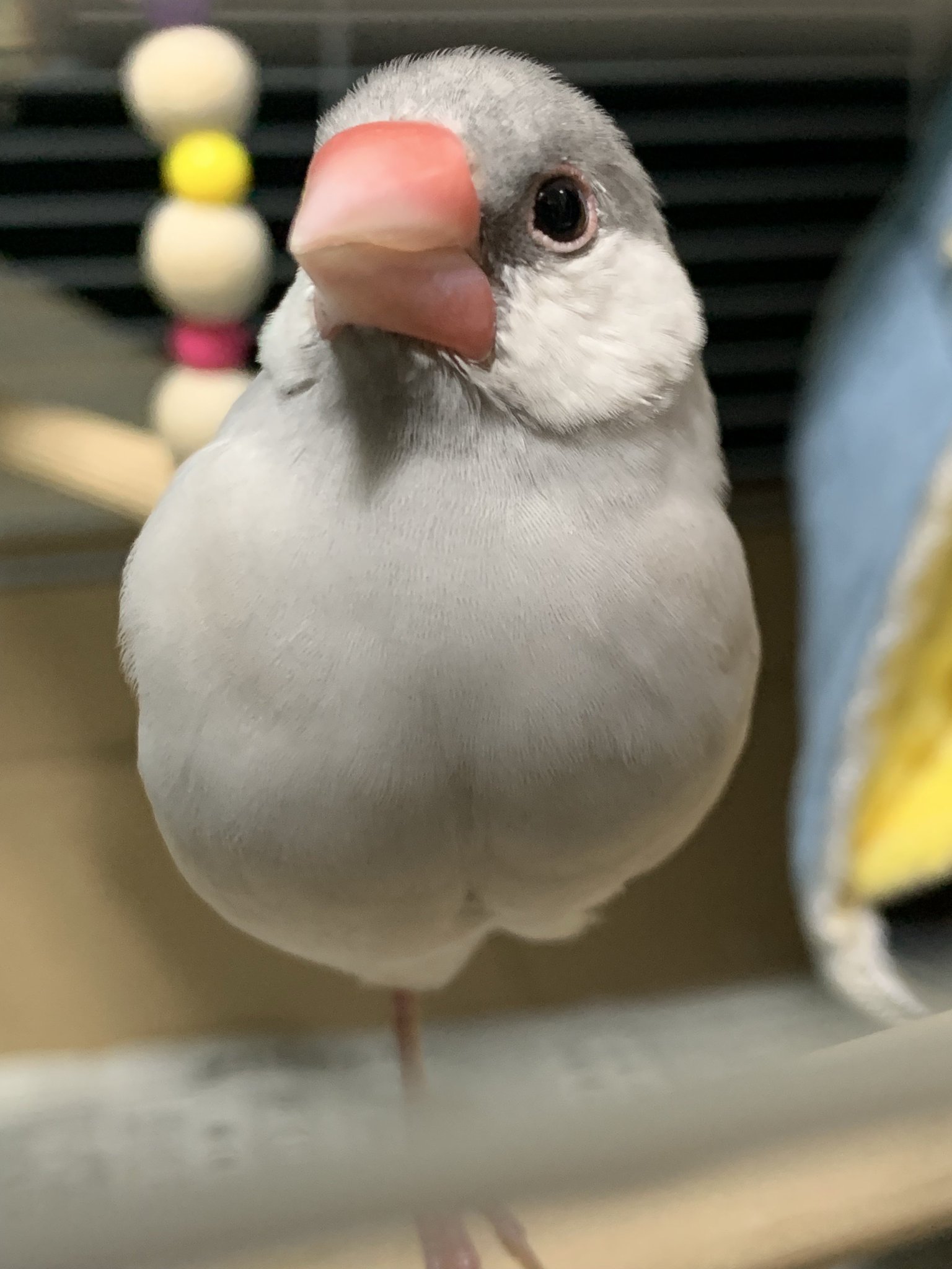宮崎県宮崎市大字赤江付近の迷子情報：文鳥のぎんちゃんを探しています
