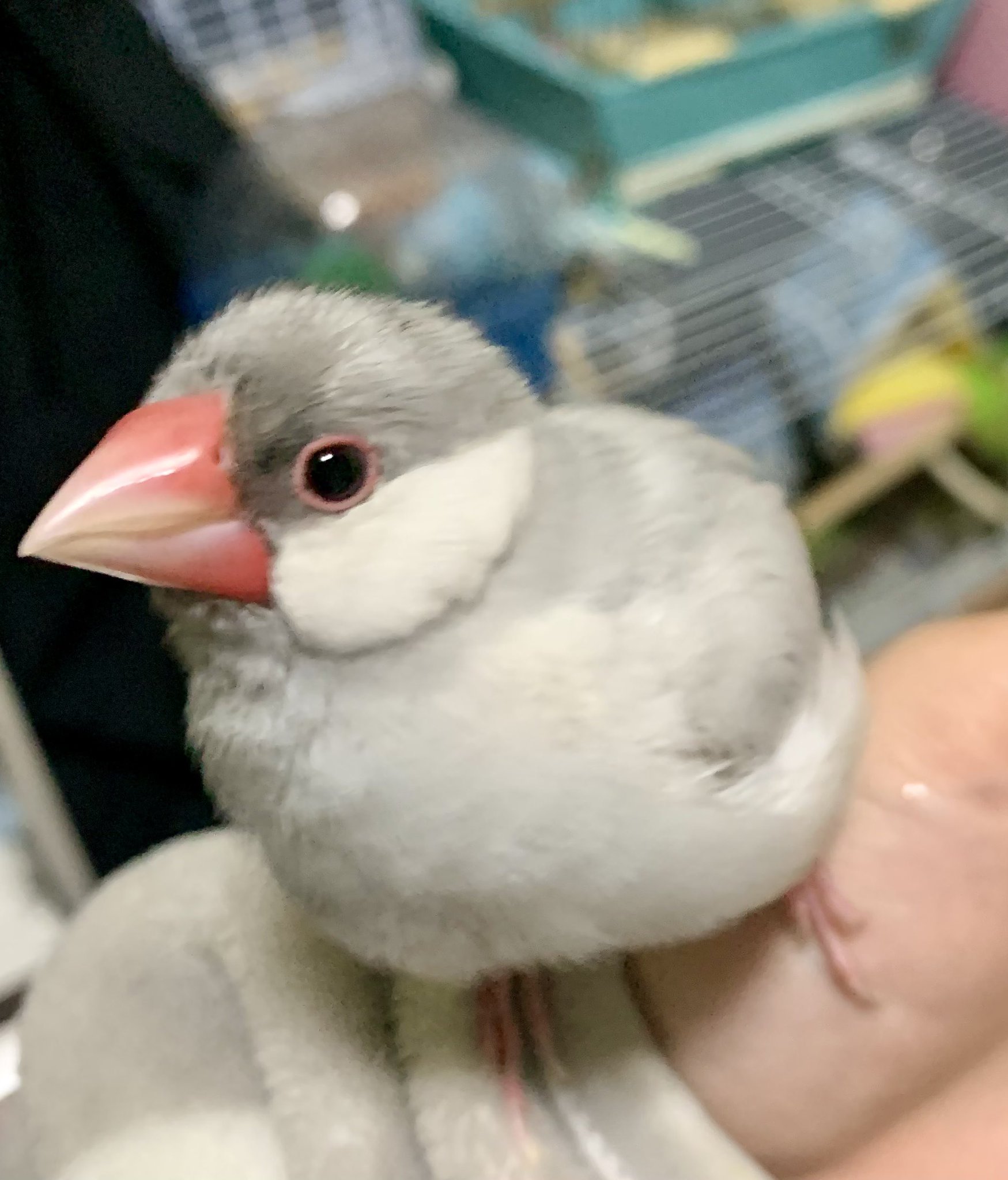 宮崎県宮崎市大字赤江付近の迷子情報：シルバー文鳥（ぎん） - 文鳥のぎんちゃんを探しています（画像2）