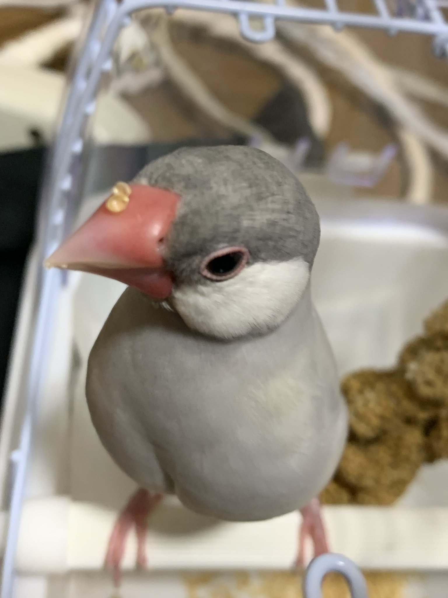 宮崎県宮崎市大字赤江付近の迷子情報：シルバー文鳥（ぎん） - 文鳥のぎんちゃんを探しています（画像3）