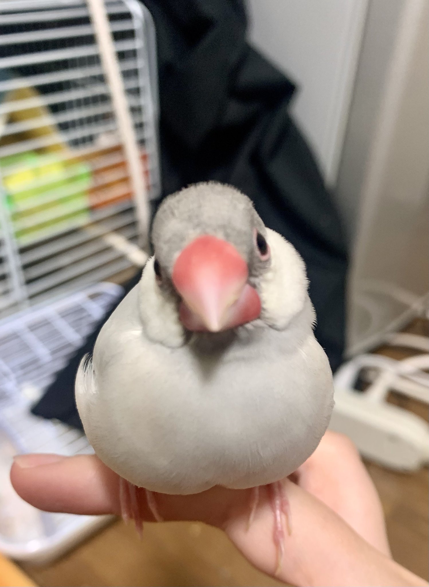 宮崎県宮崎市大字赤江付近の迷子情報：シルバー文鳥（ぎん） - 文鳥のぎんちゃんを探しています（画像4）