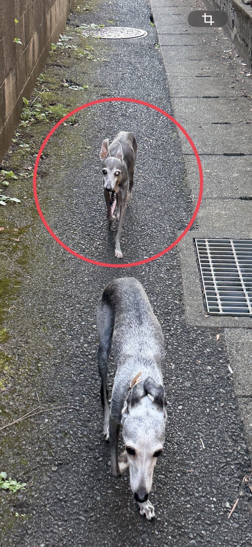 神奈川県中原区上小田中3丁目付近の迷子情報：イタリアングレーハウンド（チェルシー） - 迷子のイタグレ・チェルシーを探しています。（画像4）