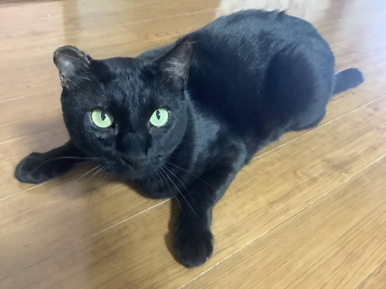 東京都府中市本宿町1丁目の迷子情報：黒猫（ふくきち） - 無事帰還感謝　府中市・迷子猫・黒猫ふくきち・耳に特徴あり（画像3）