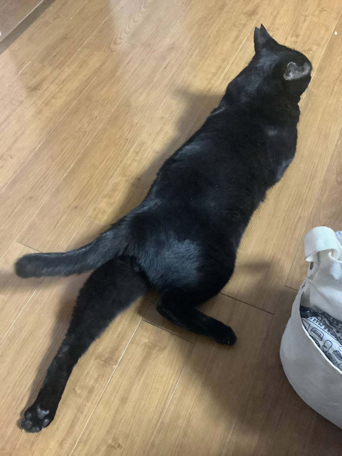 東京都府中市本宿町1丁目の迷子情報：黒猫（ふくきち） - 無事帰還感謝　府中市・迷子猫・黒猫ふくきち・耳に特徴あり（画像4）