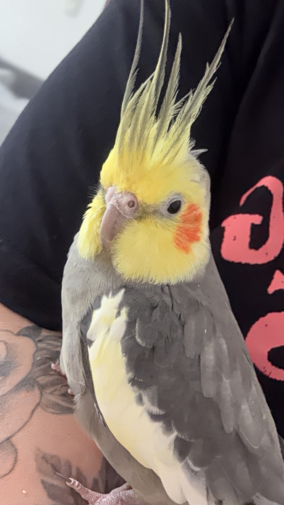 滋賀県米原市の迷子情報：オカメインコ（Bolte） - 滋賀県米原市醒井付近で迷子になりました（画像2）