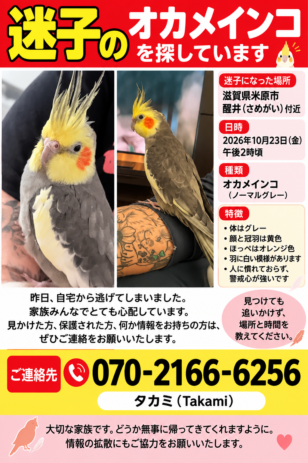 滋賀県米原市の迷子情報：オカメインコ（Bolte） - 滋賀県米原市醒井付近で迷子になりました（画像3）