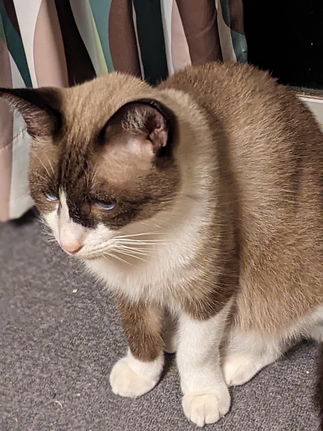 ペットの画像