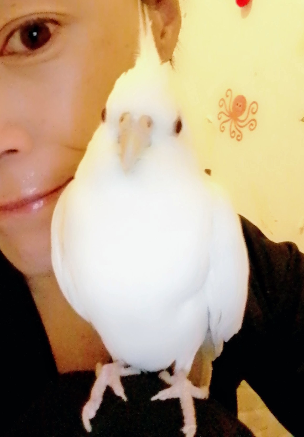 東京都品川区の迷子情報：オカメインコ（シルちゃん） - 迷子オカメインコを探しています(白)（画像2）