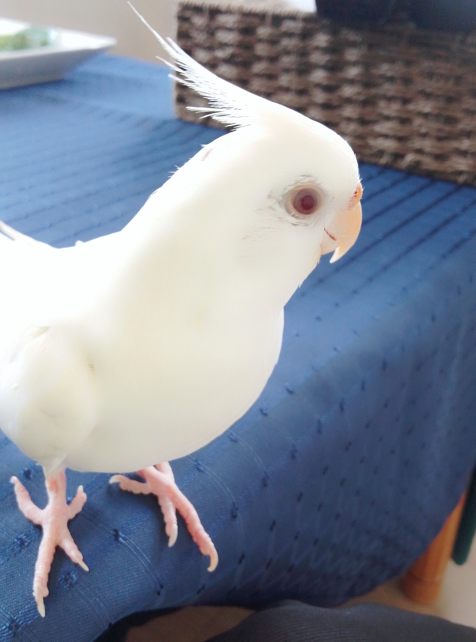 東京都品川区の迷子情報：オカメインコ（シルちゃん） - 迷子オカメインコを探しています(白)（画像3）