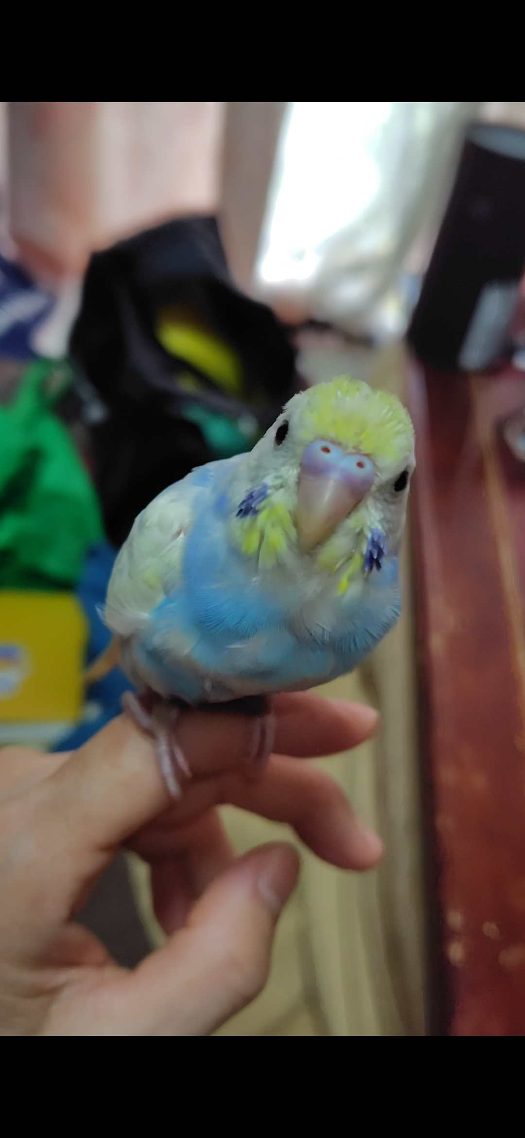 兵庫県三木市志染町の迷子情報：インコ（ふうちゃん） - お腹がコバルトブルーの黄色いインコを探しています（画像1）