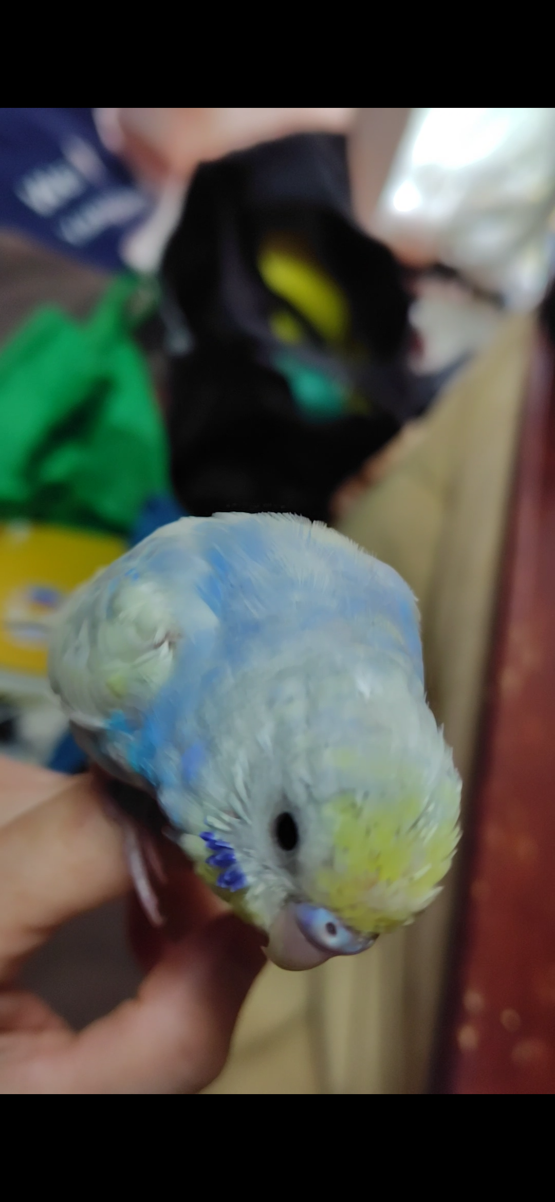 兵庫県三木市志染町の迷子情報：インコ（ふうちゃん） - お腹がコバルトブルーの黄色いインコを探しています（画像2）