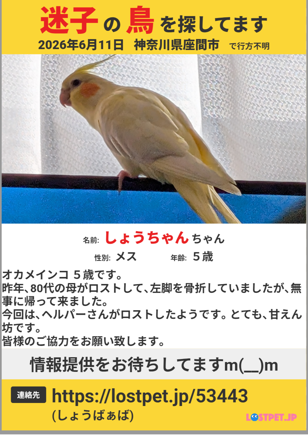神奈川県座間市相模が丘近辺の迷子情報：オカメインコ（しょう） - 迷子のしょうを探しています