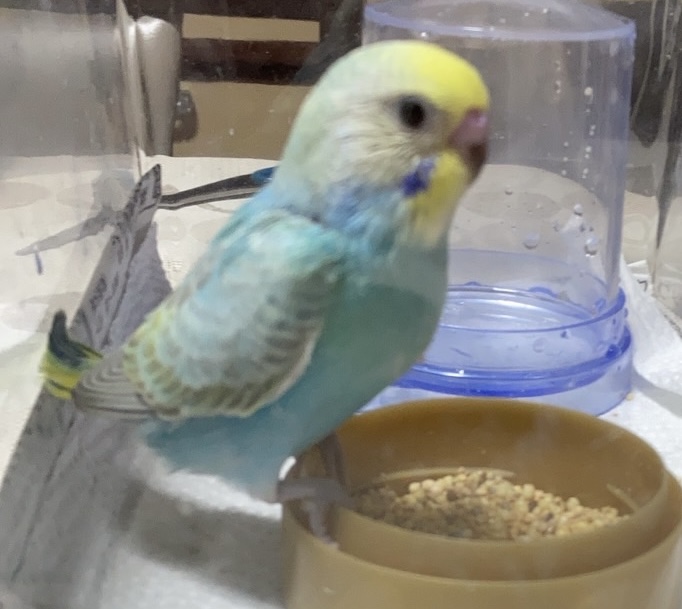 沖縄県浦添市宮城周辺の迷子情報：セキセイインコ（ピピ） - 青と黄色のインコをさがしています（画像1）