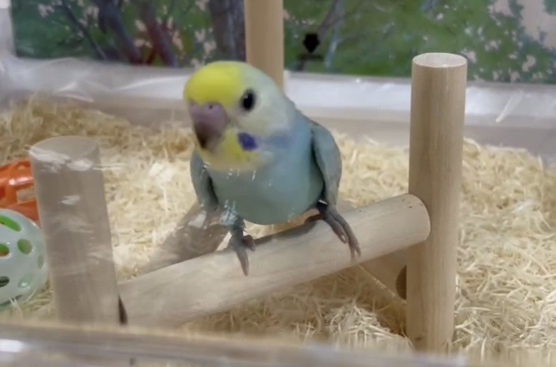 沖縄県浦添市宮城周辺の迷子情報：セキセイインコ（ピピ） - 青と黄色のインコをさがしています（画像2）