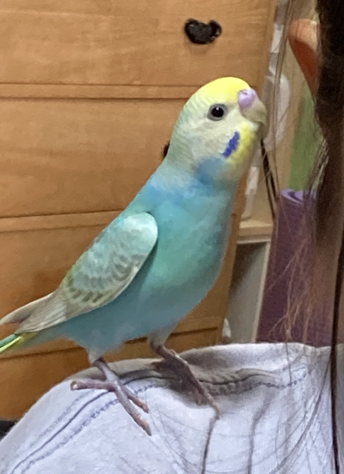 沖縄県浦添市宮城周辺の迷子情報：セキセイインコ（ピピ） - 青と黄色のインコをさがしています（画像3）