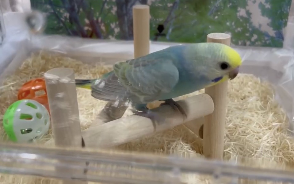 沖縄県浦添市宮城周辺の迷子情報：セキセイインコ（ピピ） - 青と黄色のインコをさがしています（画像4）