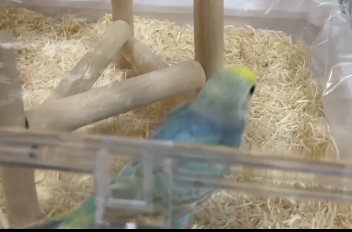 沖縄県浦添市宮城周辺の迷子情報：セキセイインコ（ピピ） - 青と黄色のインコをさがしています（画像5）
