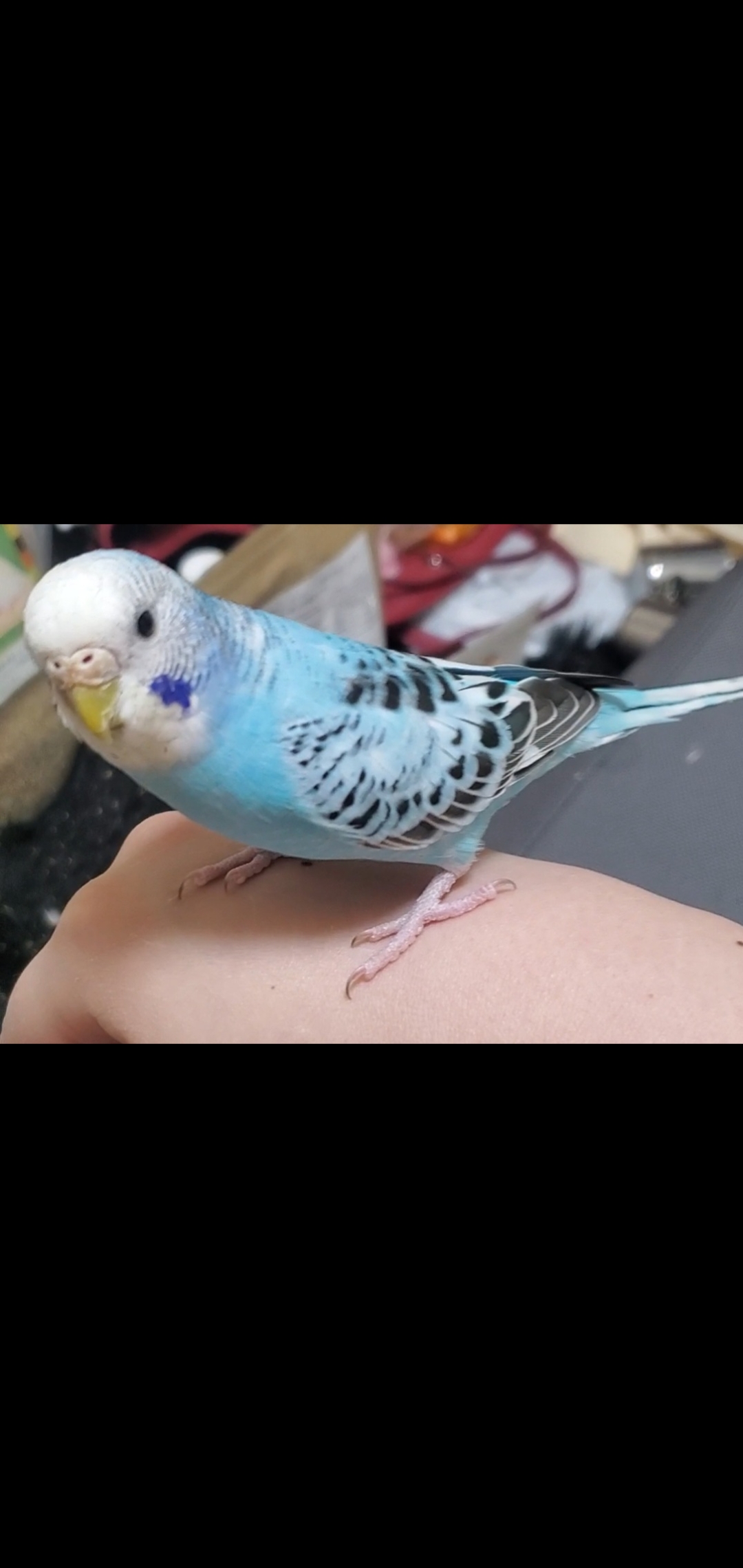 ペットの画像