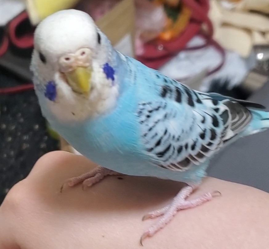 ペットの画像