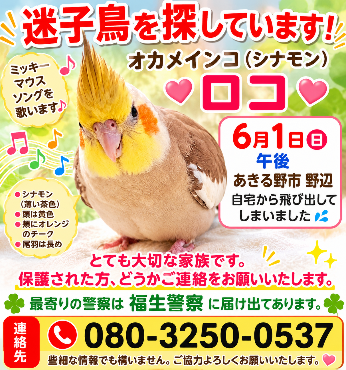 東京都あきる野市の迷子情報：オカメインコシナモン（ロコ） - オカメインコシナモンを探しています