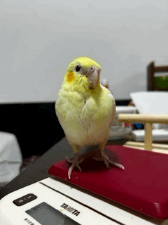 兵庫県揖保郡太子町上太田30-1付近からの迷子情報：オカメインコ（くぅちゃん） - 迷子のくぅちゃんを探しています（画像2）