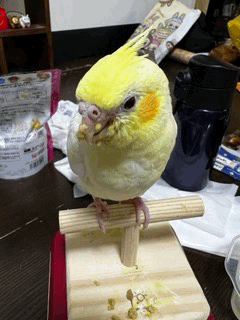 兵庫県揖保郡太子町上太田30-1付近からの迷子情報：オカメインコ（くぅちゃん） - 迷子のくぅちゃんを探しています（画像3）