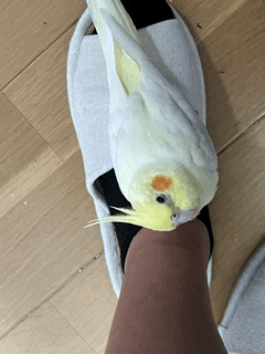 兵庫県揖保郡太子町上太田30-1付近からの迷子情報：オカメインコ（くぅちゃん） - 迷子のくぅちゃんを探しています（画像4）