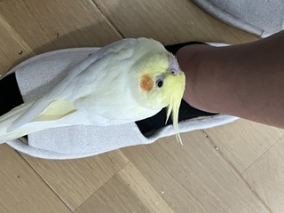 兵庫県揖保郡太子町上太田30-1付近からの迷子情報：オカメインコ（くぅちゃん） - 迷子のくぅちゃんを探しています（画像5）