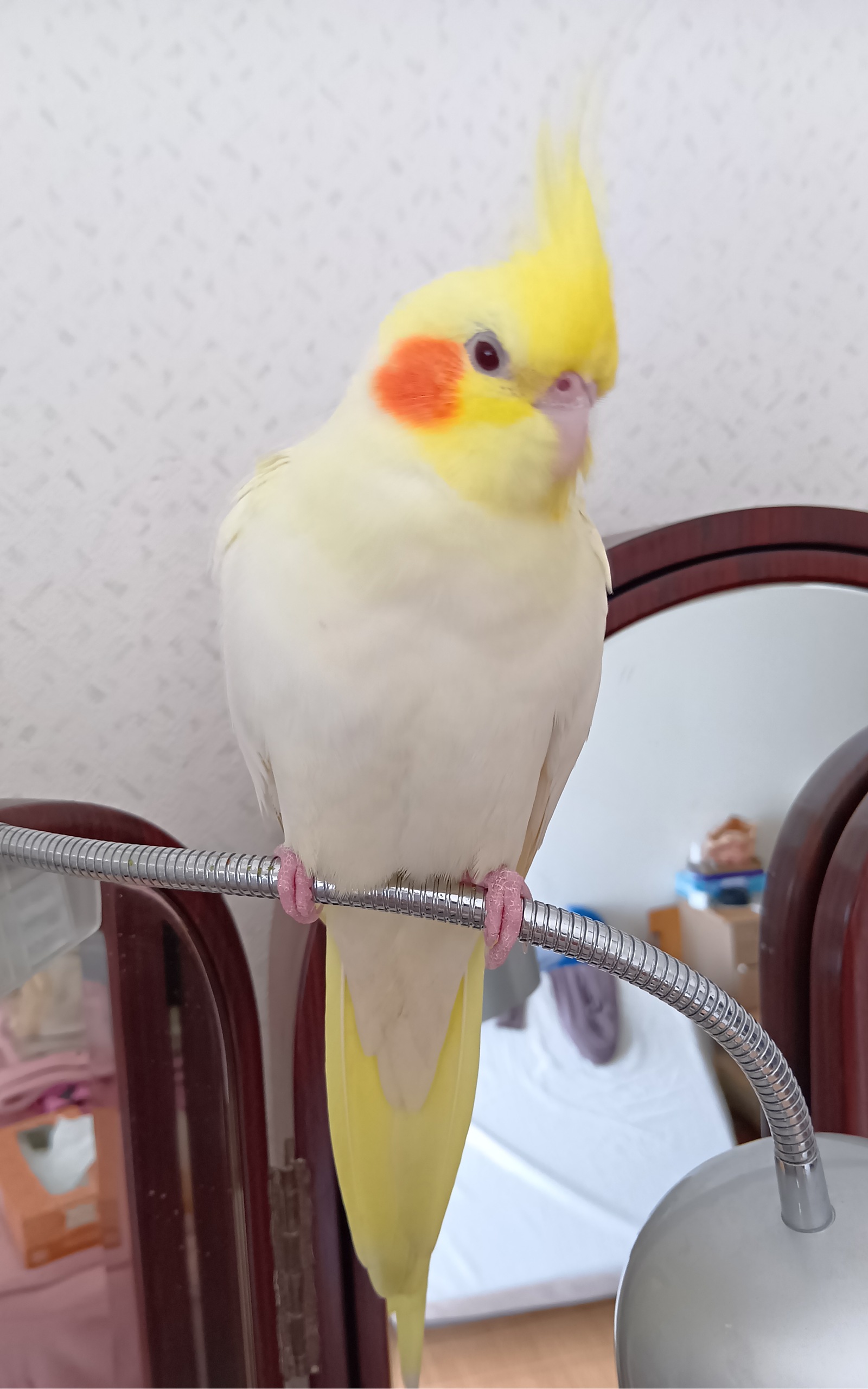 ペットの画像