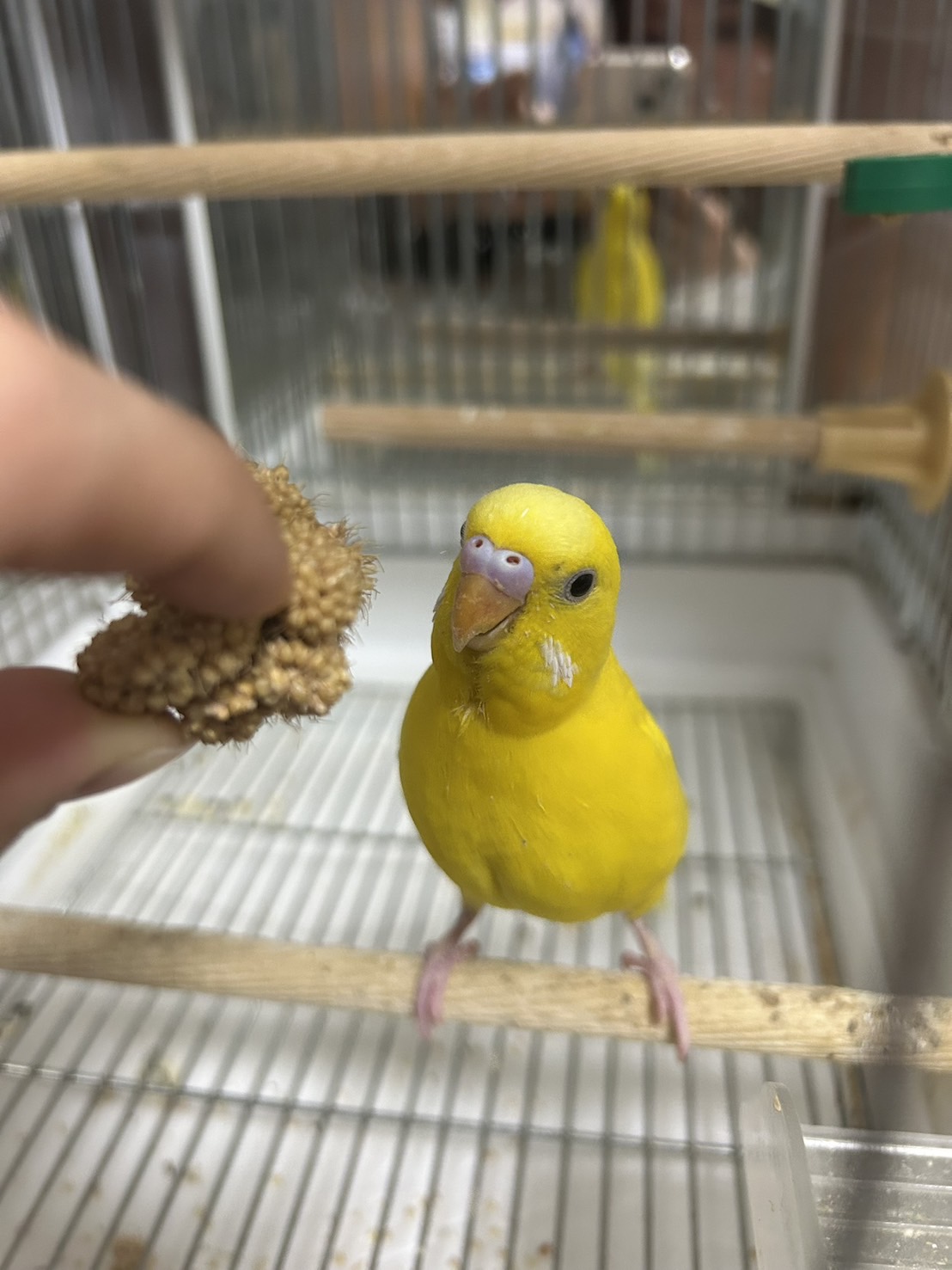大阪府大阪市東住吉区の迷子情報：迷子のセキセイインコを探しています