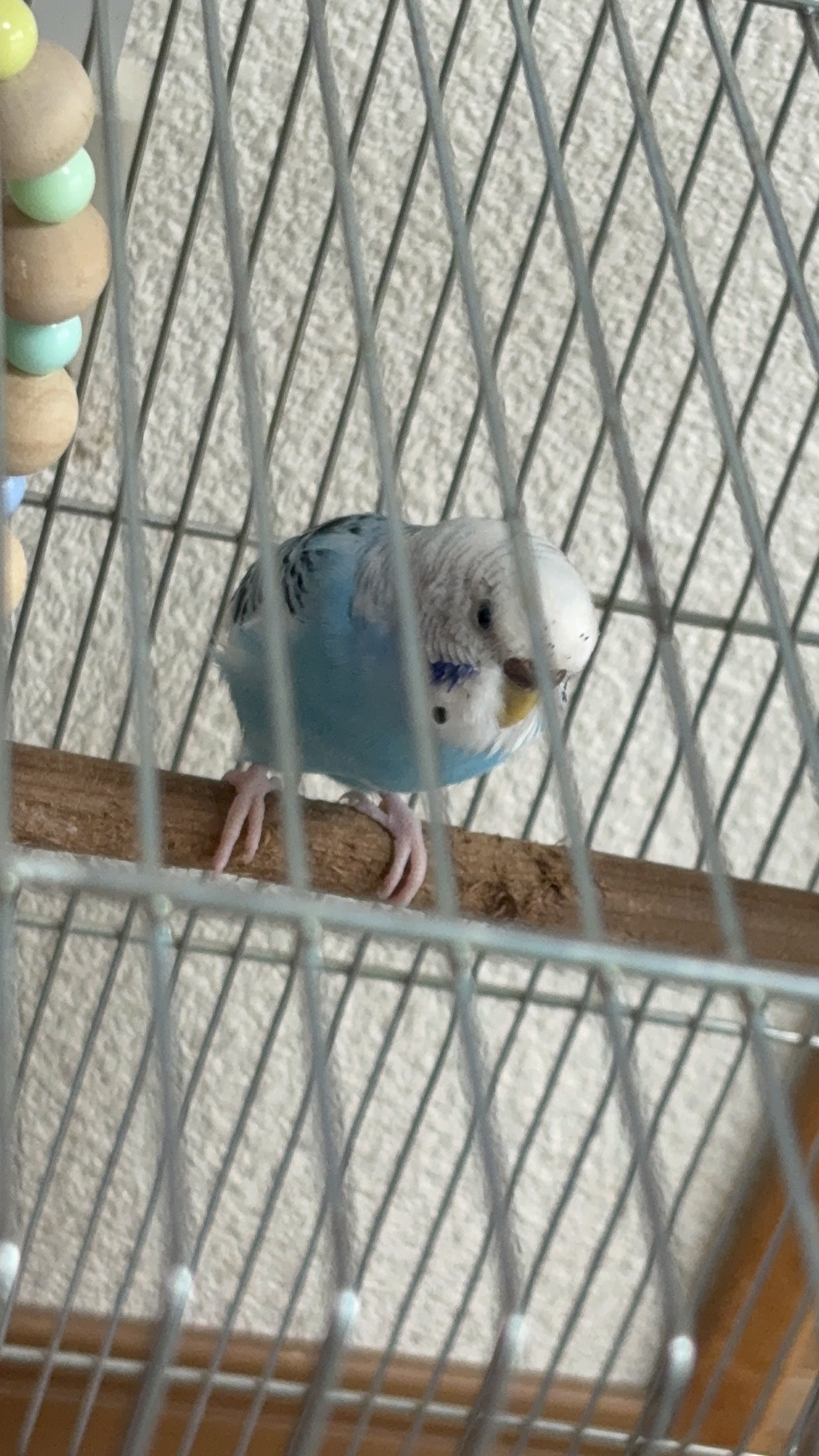 ペットの画像