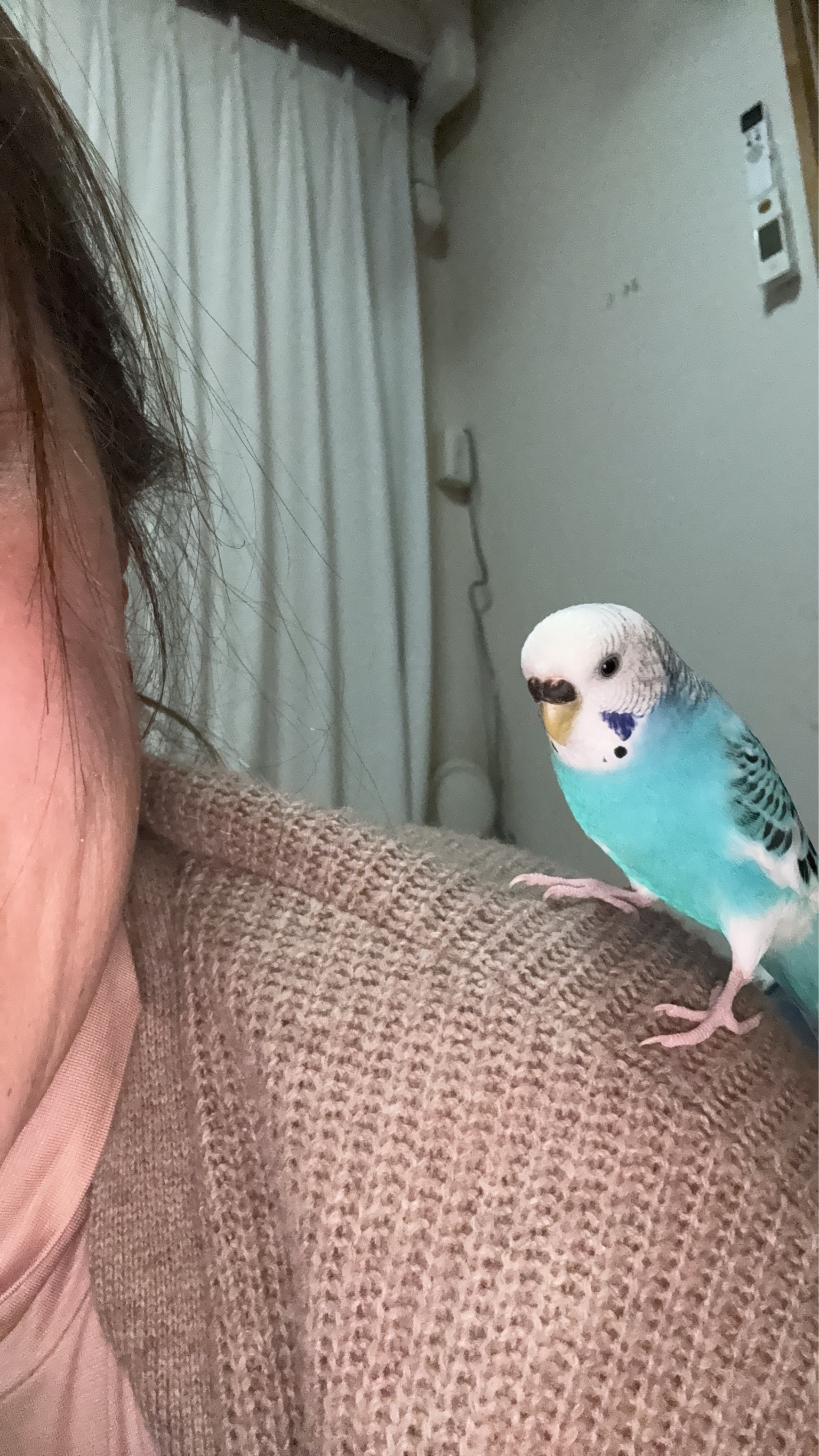 ペットの画像
