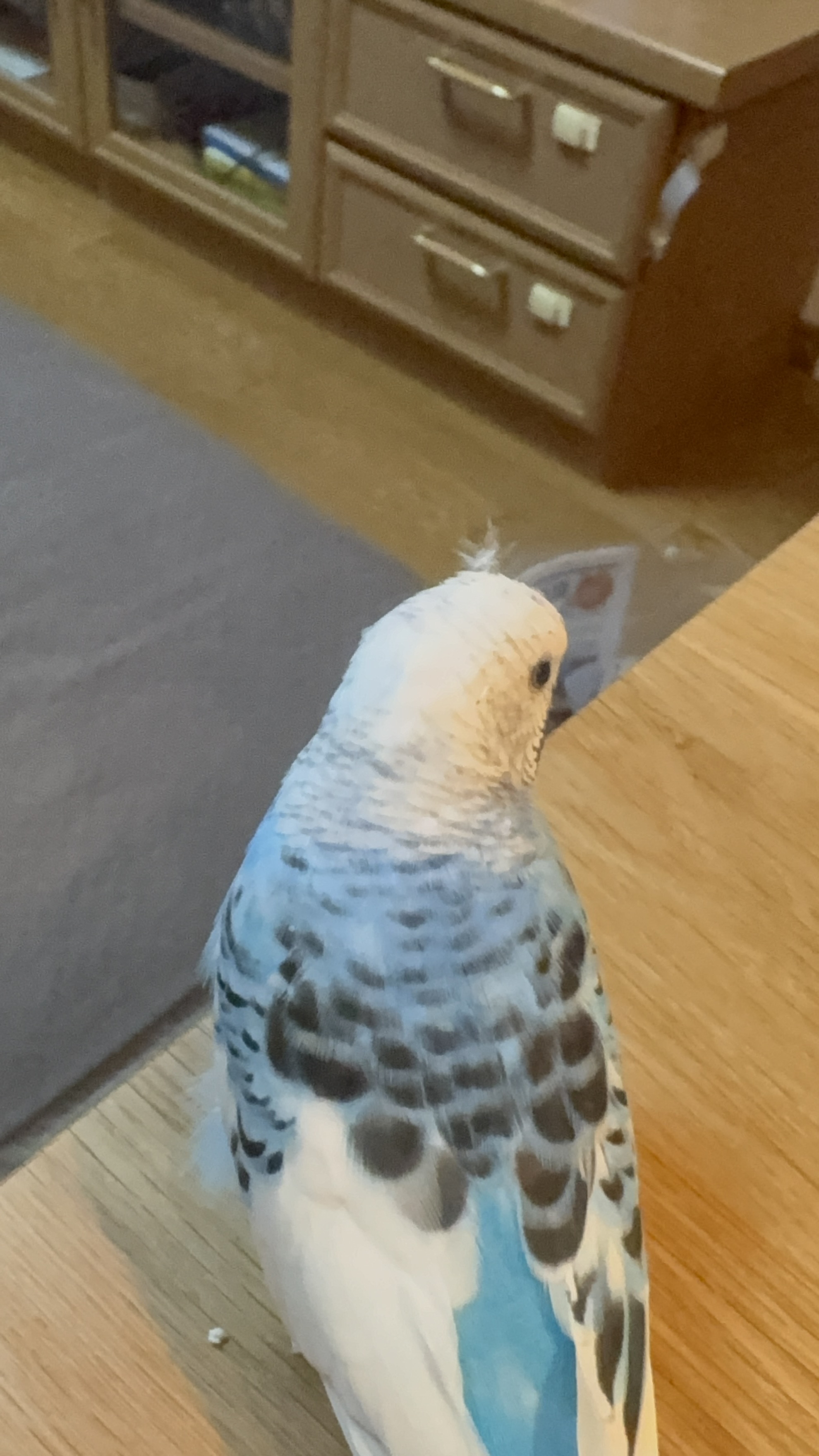 ペットの画像