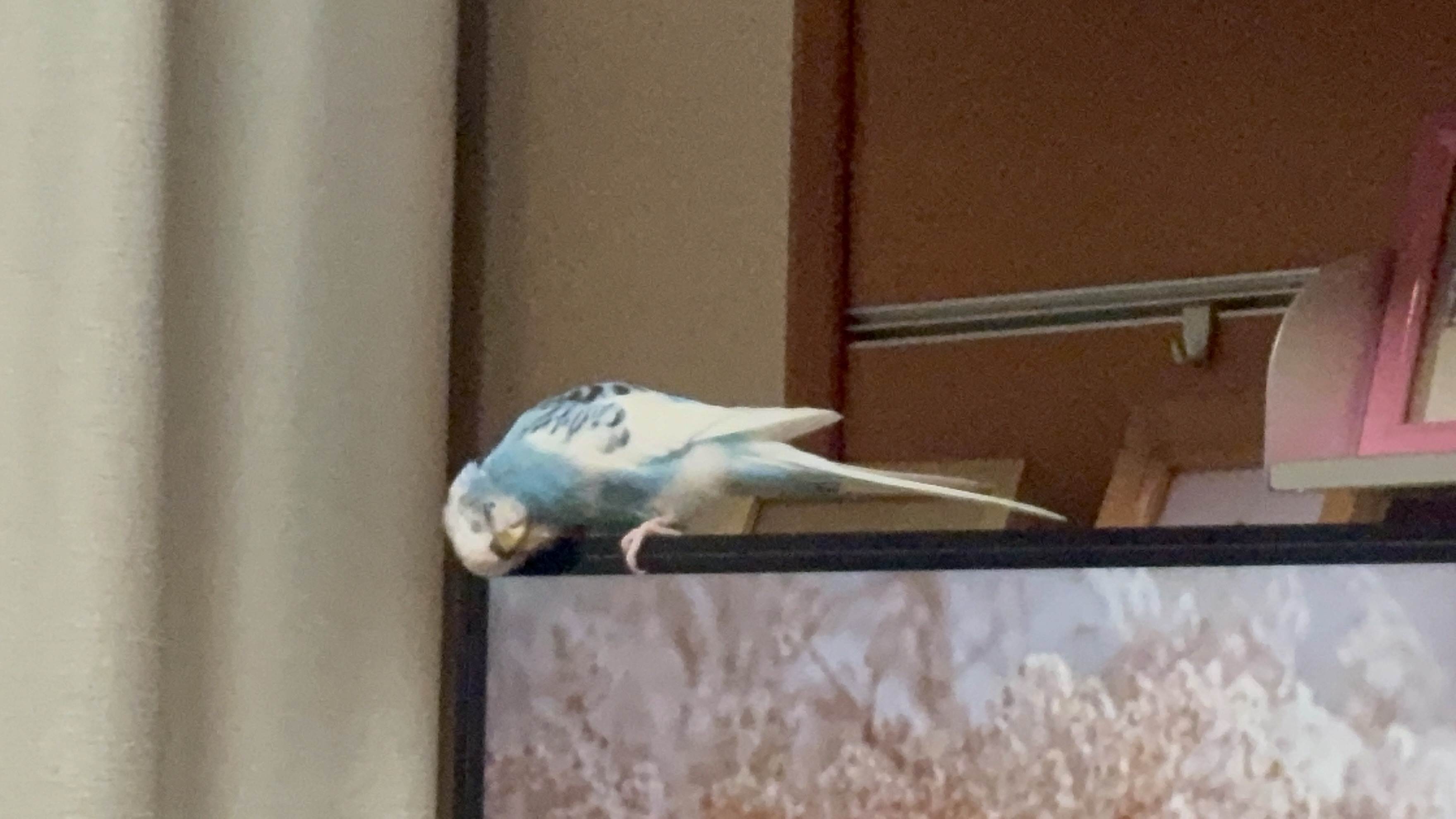 ペットの画像
